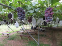 【福島市】ぶどう、なしがたわわに！「フルーツライン」で旬の味覚に舌鼓― スポニチ Sponichi Annex 社会 【福島市】ぶどう、... 