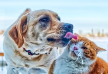 개와 고양이, 정말 원수지간일까