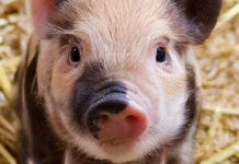 돼지가 게임 잘하는 게 중요한 이유