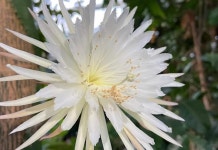 40만 시선 강탈한 달꽃, 자가수분 성공할까