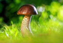 건자재부터 연료까지…버섯이 바꾸는 미래