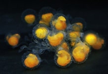 땅짚고 헤엄치는 레드핸드피시 인공부화