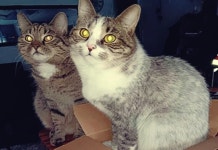 새로운 고양이 털색 살미아키 탄생