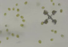 미생물로 움직이는 초소형 기계 탄생