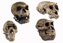 호모 사피엔스, 순수한 종 아니었나