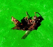 혐) 요염한 자세와 젖은 엉덩이 + 다양한 종류의 말벌튀김