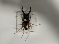 스테벤시 두이벤보데 아종 전족기