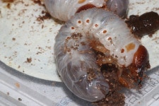 대광앤토파스 | 엘라파스