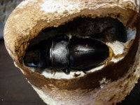 넙적이가 우화했네요.