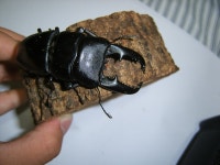 타이타원마트 | [펌]타이타누스