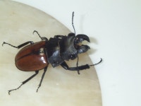 최은우,원동천님