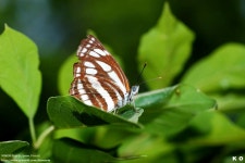 [D50]애기세줄나비