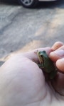 청개구리