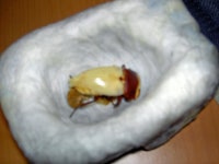 번디부터 성충까지 우화기