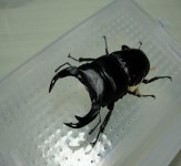 사육 일부