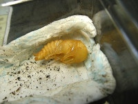 ㅁㄴㅇ유충 용화과정