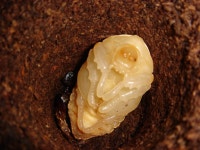 장수풍뎅이 번데기로 용화과정 및 인공번방