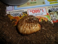 (3월 23일) 장풍이!!!!