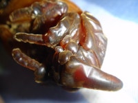 남방장수 우화기.