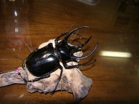 디오라마만들기!!!!!