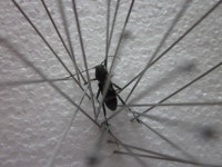 [Clay] 미확인 곤충표본기......