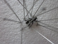 [Clay] 미확인 곤충표본기......