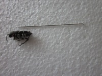 [Clay] 미확인 곤충표본기......