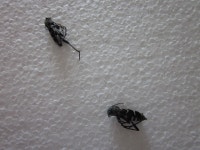 [Clay] 미확인 곤충표본기......