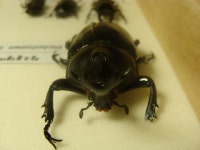 현재까지 모은 국곤표본들