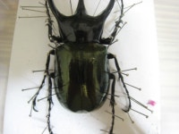 키론,오각 표본기