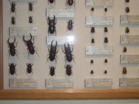 무주곤충박물관탐방기