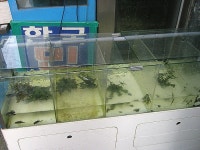 수서곤충판매점 탐방기