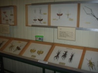 인천강화곤충박물관방문탐방기