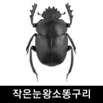 멋진 표본입니다 > 작은눈왕소똥구리