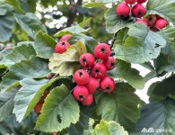 수목원 식물 소개(상세) : 일월수목원 > 수목원이야기 > 수목원 식물 소개 산사나무(Crataegus pinnatifida Bunge)