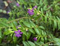 수목원 식물 소개(상세) : 일월수목원 > 수목원이야기 > 수목원 식물 소개 쿠페아 히소피폴리아(Cuphea hyssopifolia Kunth)