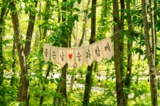 수목원 명소(상세) : 영흥수목원 > 수목원이야기 > 수목원 명소 영흥수목원 두충나무숲
