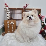 착한가격업소 현황 : HOME > 분야별정보 > 경제·기업 > 물가동향 > 착한가격업소 현황 수원시 이의동/진이네강아지풀/수원시 착한가격업소