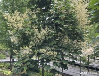 수목원 식물 소개(상세) : 일월수목원 > 수목원이야기 > 수목원 식물 소개 벽오동나무(Firmiana simplex (L.) W.F.Wight)