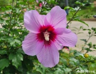 수목원 식물 소개(상세) : 영흥수목원 > 수목원이야기 > 수목원 식물 소개 무궁화 ‘효원’(Hibiscus syriacus Hyowon)