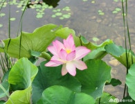 수목원 식물 소개(상세) : 일월수목원 > 수목원이야기 > 수목원 식물 소개 연꽃-법수홍련(Nelumbo nucifera Gaertn.)