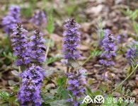 수목원 식물 소개(상세) : 일월수목원 > 수목원이야기 > 수목원 식물 소개 아주가(Ajuga reptans L.)
