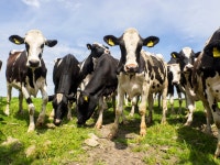 3D bioprinted space beef lets ISS astronauts make fake steak Meat me in space: 3D bioprinted “space beef” teases ISS... 