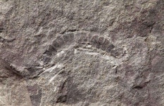 An ancient millipede from the Silurian period has been discovered in Scotland This 425-million-year-old millipede is the oldest... 