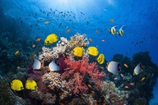 Scientists Find 25,000 Square Miles of Hidden Coral Reef | SYFY WIRE Scientists Find 25,000 Square Miles of Hidden Coral Reef... 
