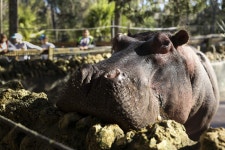 Lucifer, America’s oldest hippo, confronts his age in Homosassa Springs
