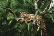 Amazon is officially in the business of making PC games