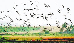 Tips to keep birds at bay