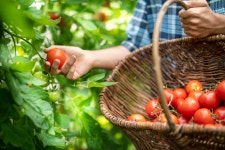 Im a gardening expert and growing vegetables in your backyard the first time isnt as scary as it seems with a few tips | The... 
