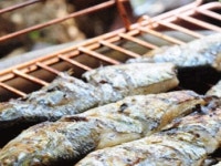 ::축제 정보 센터 || 페스티벌 [고성맛집] 광어생각